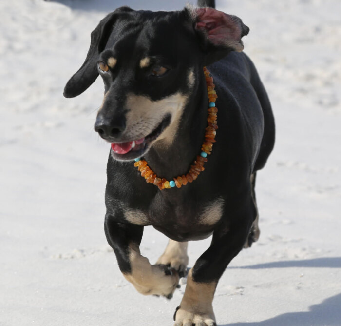 Turquoise & Raw Baltic Amber Necklace - Image 3