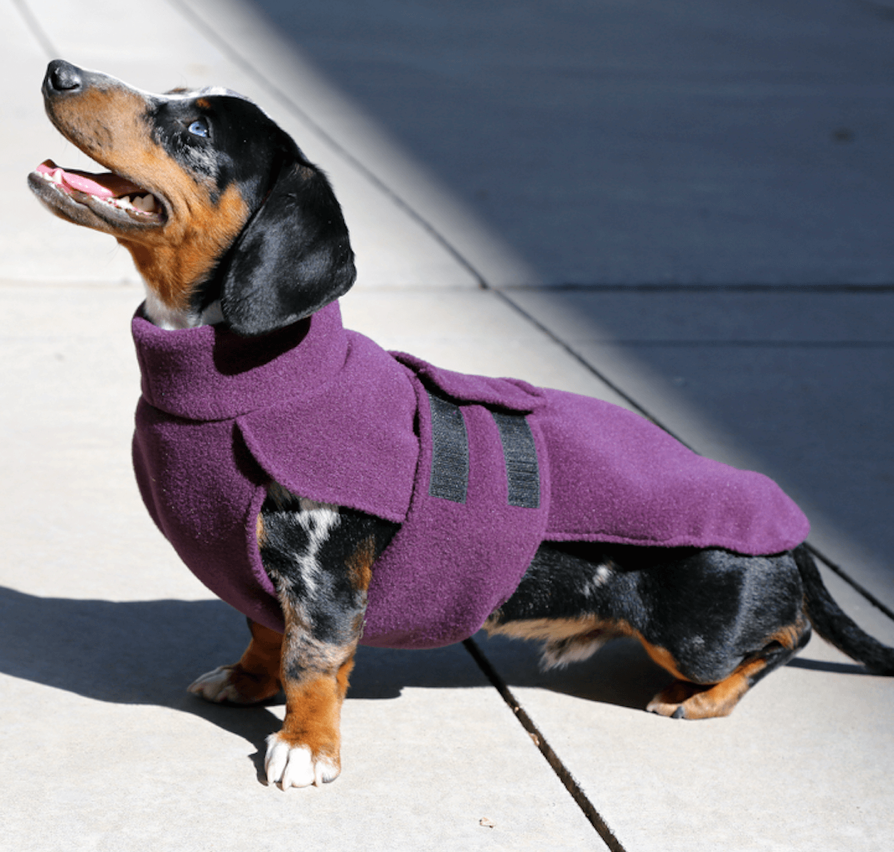 Dog Fleece Dachshund Fashionista