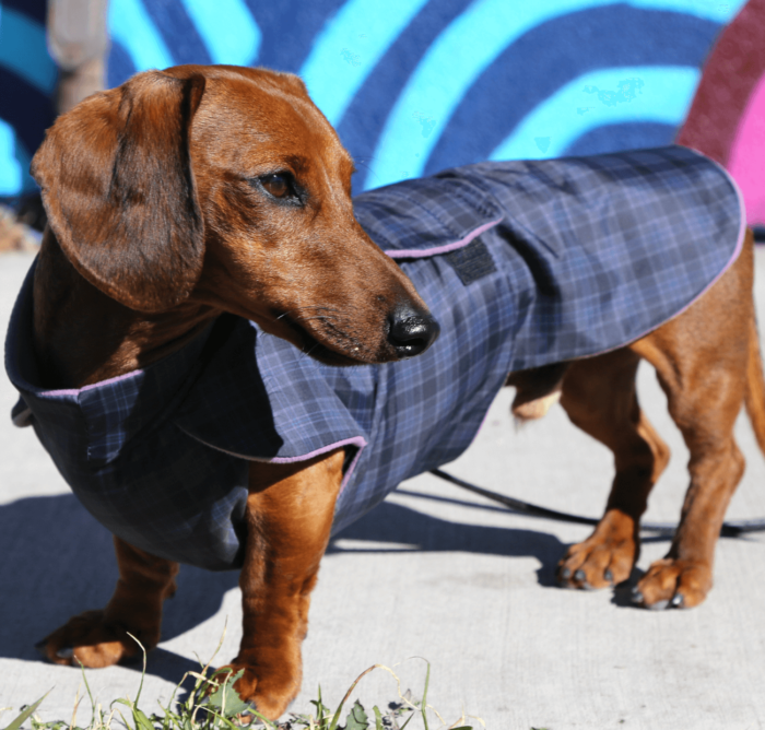 Grey Plaid Anorak with Lavender Fleece Lining - Image 7