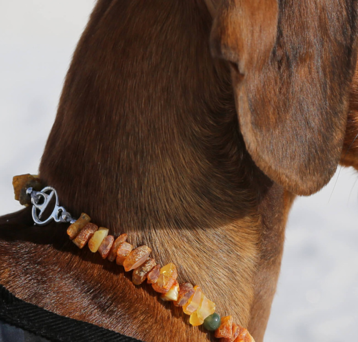 Amber and Agate Necklace Dachshund Fashionista