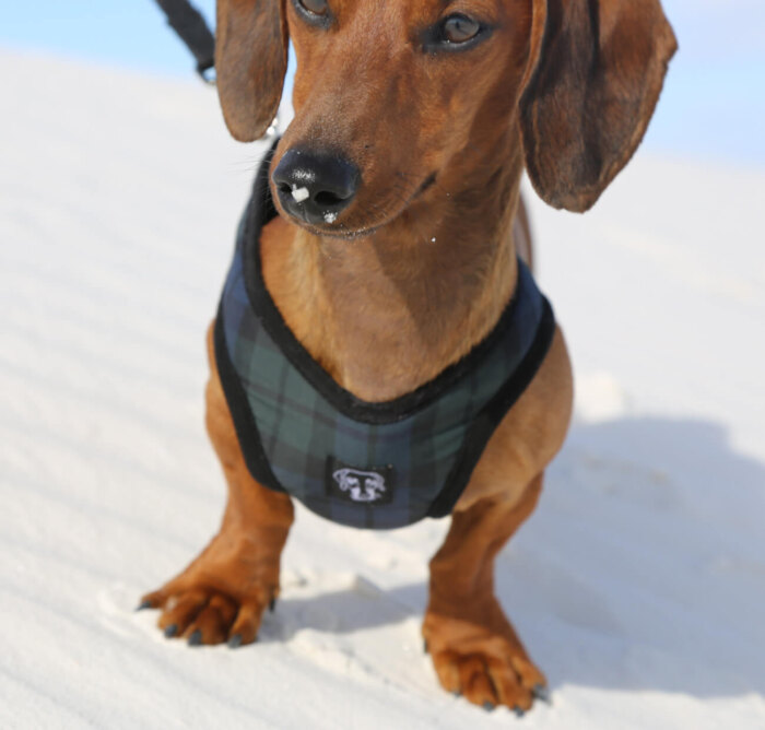 Classic Tartan Harness