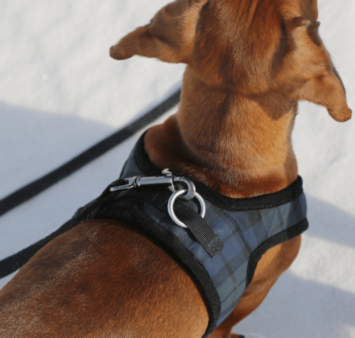 Tartan Harness Dachshund Fashionista