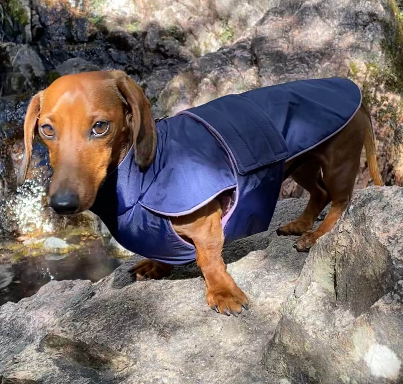 Navy Blue anorak with Lavender Fleece Dachshund Fashionista