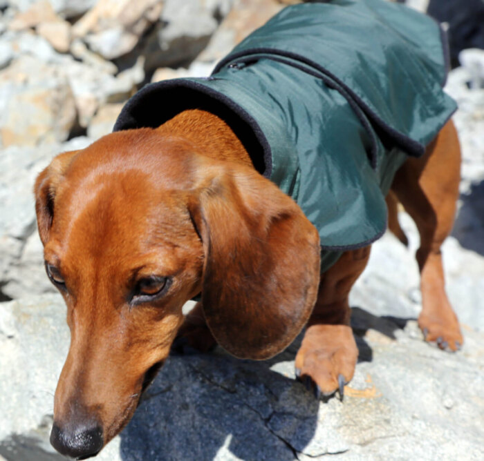 Green Anorak with Black Fleece Dachshund Fashionista