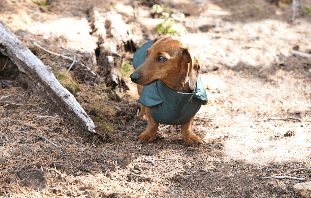 green Anorak Dachshund Fashionista