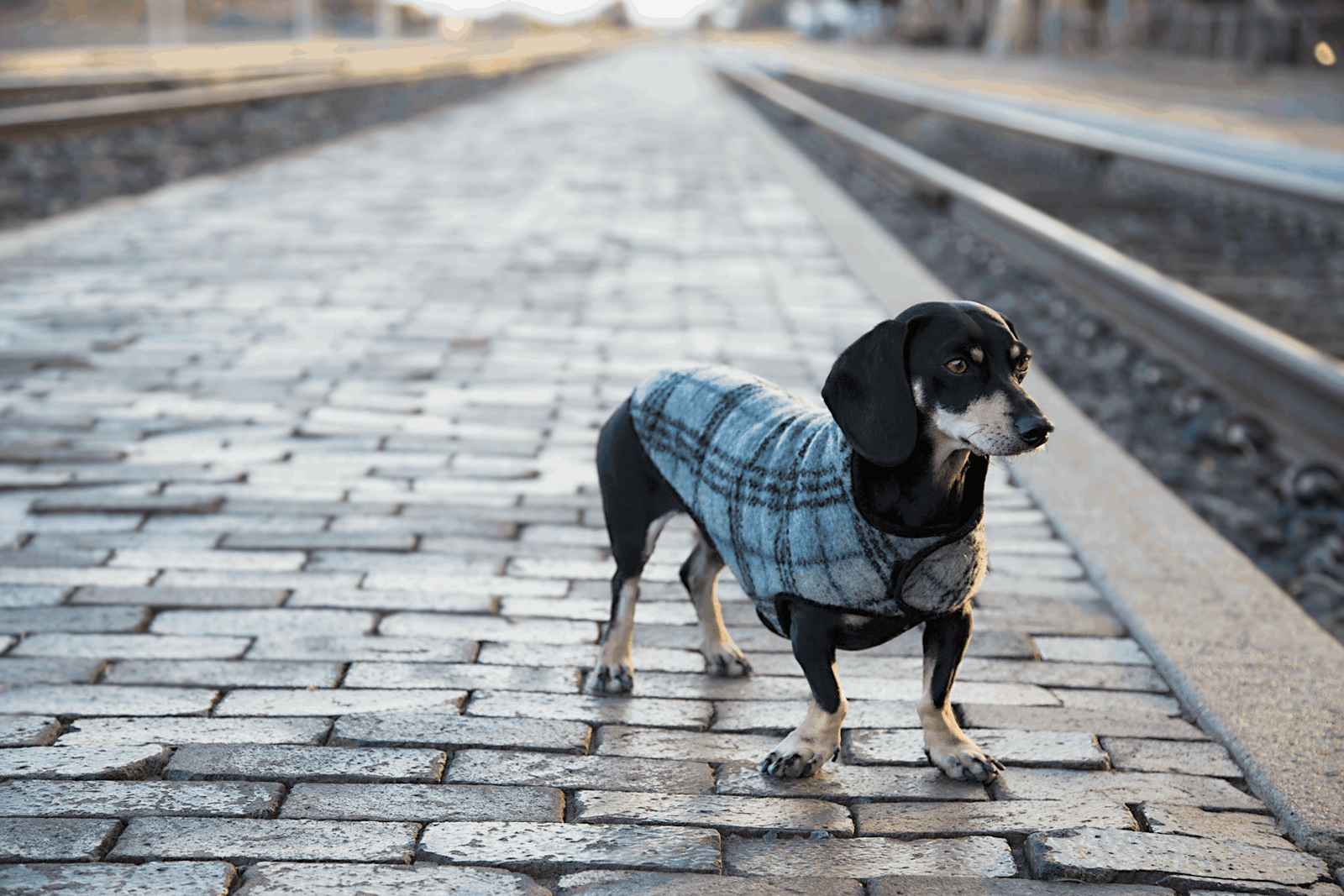 Classic Grey Wool Coat