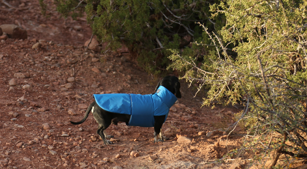 Blue Ripstop Anorak Dachshund Fashionista