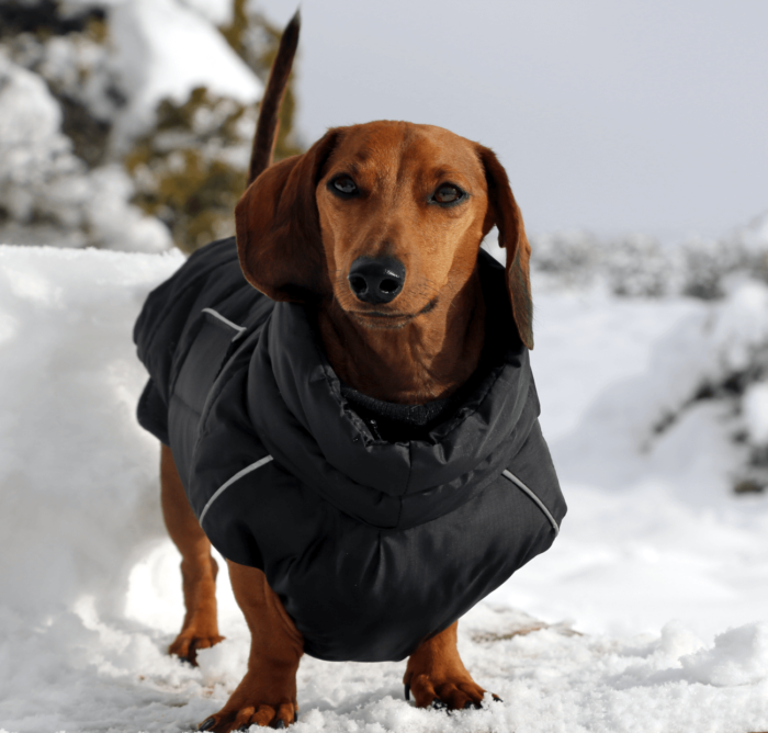 Black Puffer Jacket Dachshund Fashionista