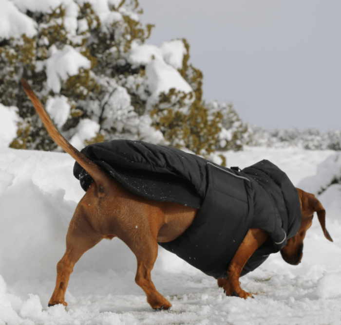 Black Puffer Jacket Dachshund Fashionista