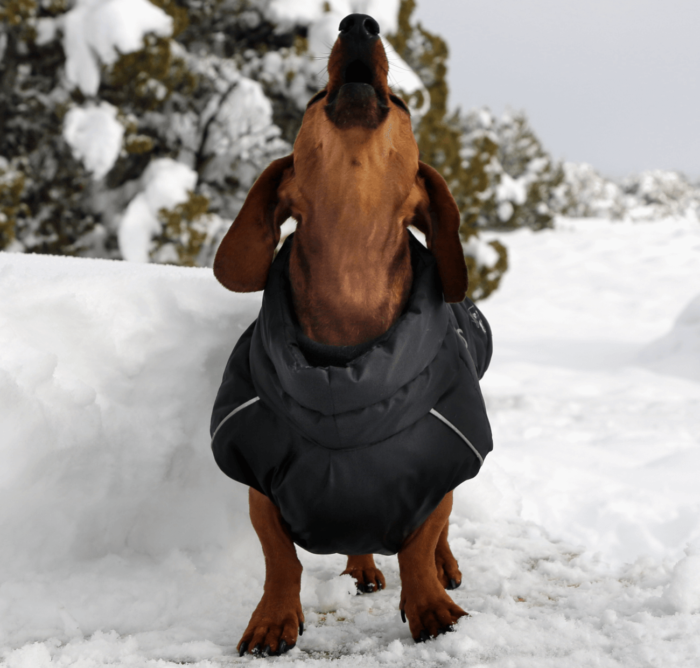 Black Puffer Jacket Dachshund Fashionista