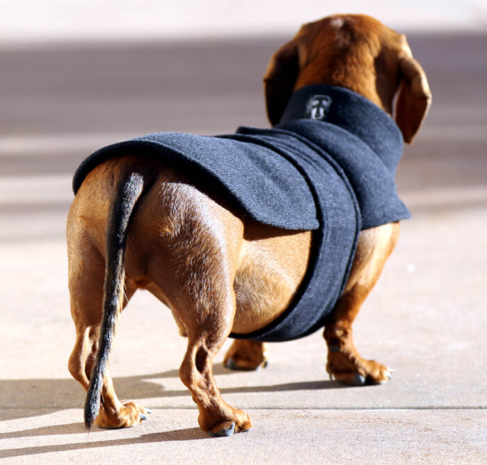 Dachshund wearing a black sweater fleece looking like a fashionista