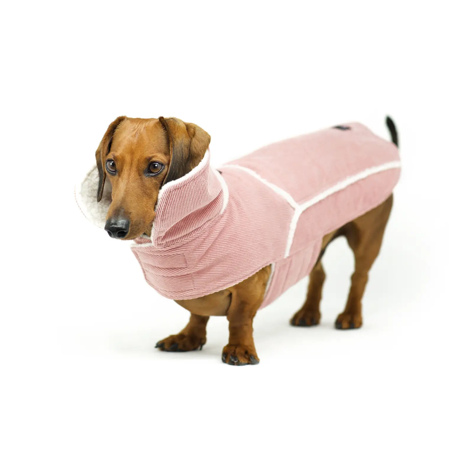 A Dachshund is posing in a Rosewood Trucker jacket with a white polartec lining.