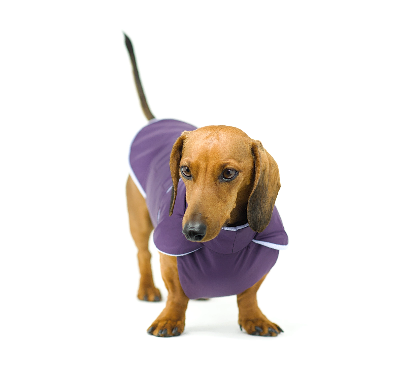 Dachshund wearinga plum purple ripstop anorak with perriwinkle Polartec fleece lining.