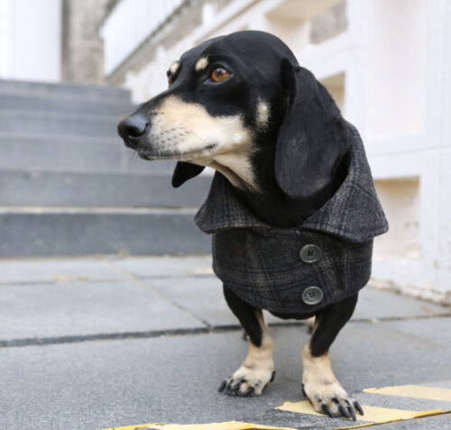 charcoal plaid wool coat
