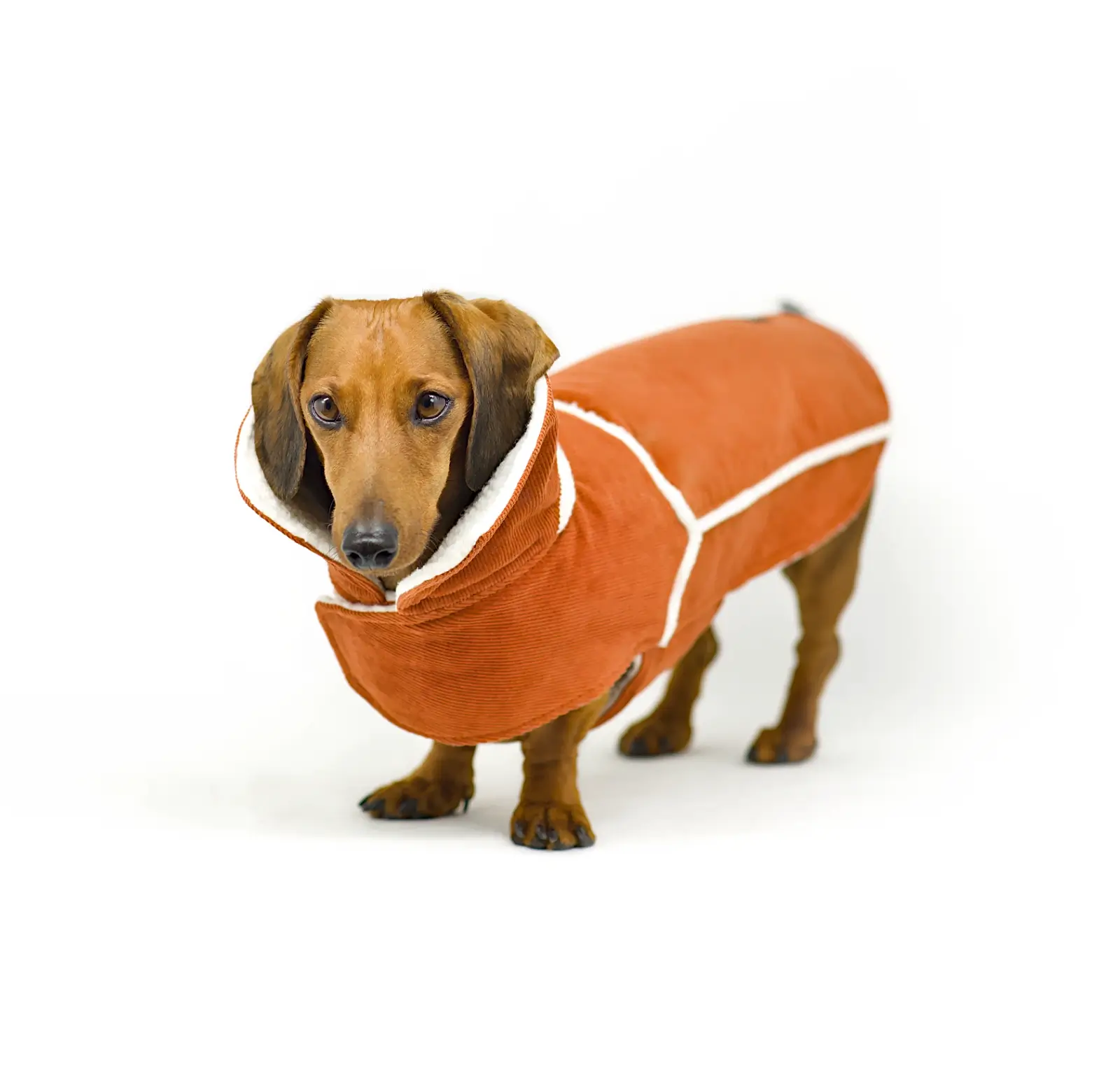 Front view of Dachshund wearing a dog trucker jacket in Russet.